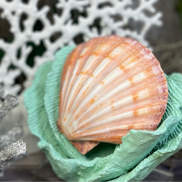 Large Polished Lions Paw Seashell Coral Purple Crafting Display Shell Collector - Picture 6 of 14